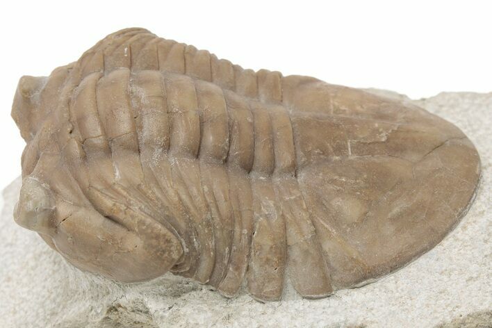 2" 3D Asaphus Plautini Trilobite Fossil - Russia